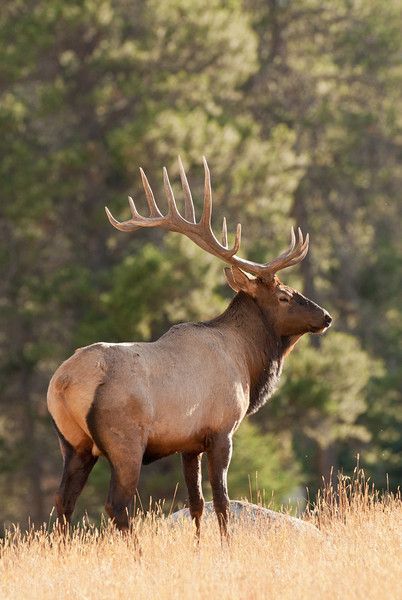 Bull Elk Photography, Elk Images, Elk Art, Elk Pictures, Elk Photo, Elk Photography, Big Deer, Moose Deer, North American Wildlife