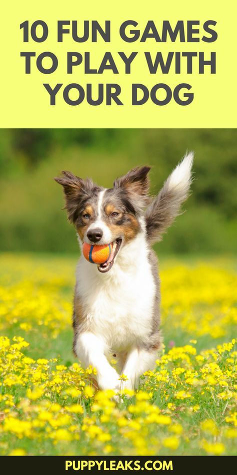 Fun Games To Play, Dog Games, Dog Exercise, Indoor Dog, Dog Projects, Dog Activities, Sporting Dogs, Dog Obedience, Dog Training Obedience