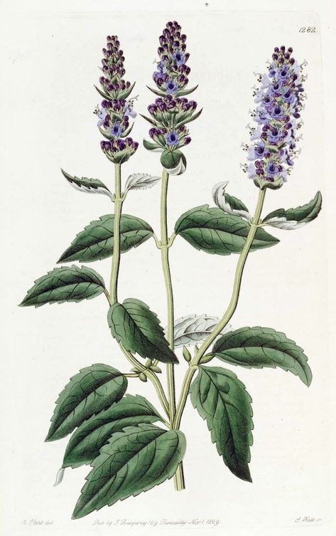 Agastache foeniculum illustration, circa 1829 Illustration Botanique, Botanical Drawings, Plant Illustration, Medicinal Herbs, Botanical Flowers, Vintage Botanical, Perennial Plants, Flower Illustration, Medicinal Plants