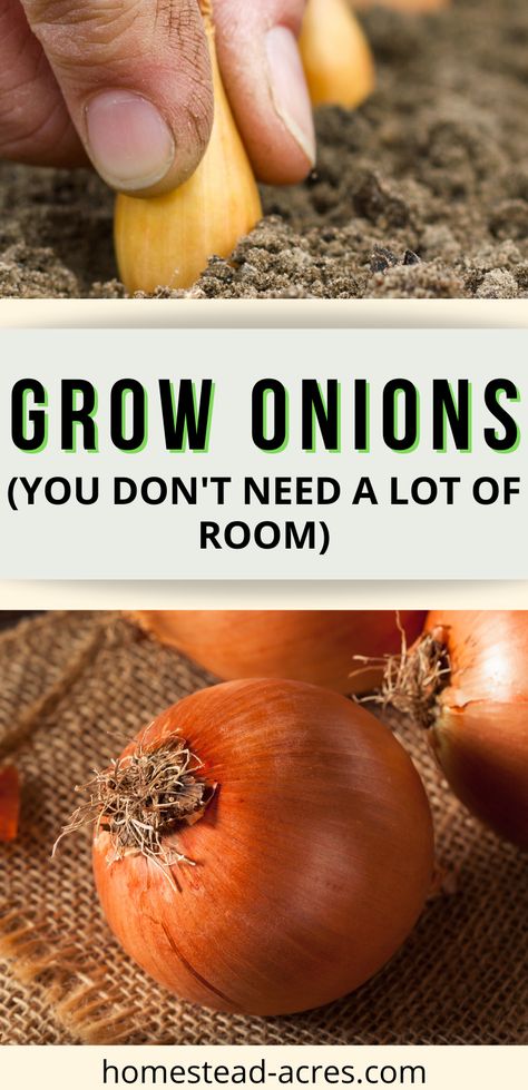 How to grow onions from sets. Whether you call them bulbs or sets they are the fastest and easiest way to grow onions in your backyard vegetable garden. Learn how to plant onion sets, care for growing onions and harvesting. #gardening #growingonions #homesteadacres Onion Garden, Regrow Vegetables, Growing Vegetables In Pots, Growing Onions, Planting Onions, Vegetable Garden Planning, Vegetable Garden Diy, Backyard Vegetable Gardens, Garden Wallpaper