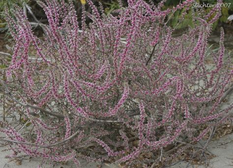 Russian Thistle, Cuphea Hyssopifolia, Mexican Heather, Blue Star Juniper, Perennial Garden Plans, Improve Curb Appeal, Dry River, Purple Door, River Bed