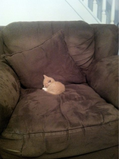 “…But maybe I’ll still use it sometimes.” | Literally Just A Bunch Of Photos Of Cats Sitting In Tiny Chairs Animals, Dogs