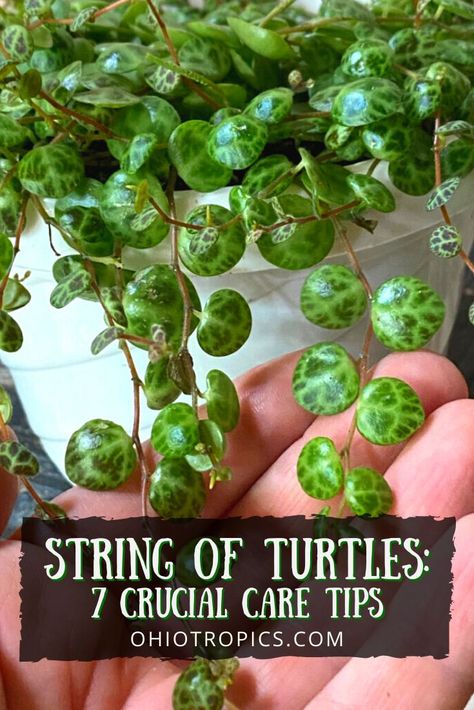 String Of Turtles, Household Plants, Houseplant Care, Plant Care Houseplant, Succulent Garden Diy, Inside Plants, Indoor Plant Care, Growing Plants Indoors, Succulent Gardening