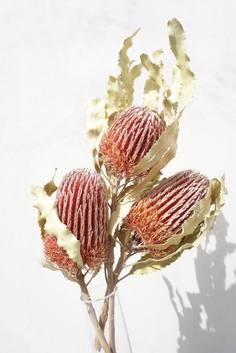 "Natural Banksia Menziesii Bunch Banksia Menziesii can be added to fresh, dried, preserved, silk designs or simple use by itself in your favorite container or vase. Best kept out of direct sunlight or to avoid discoloring. You will love the look of this amazing banksia. 3 stems per bunch 10\"-12\" long Color: Naturally pink as shown in pictures" Minimalistic Flower Arrangements, Banksia Menziesii, Dried Banksia, February Flowers, Protea Flowers, Australian Native Flowers, Native Flowers, Australian Flora, Van Nuys