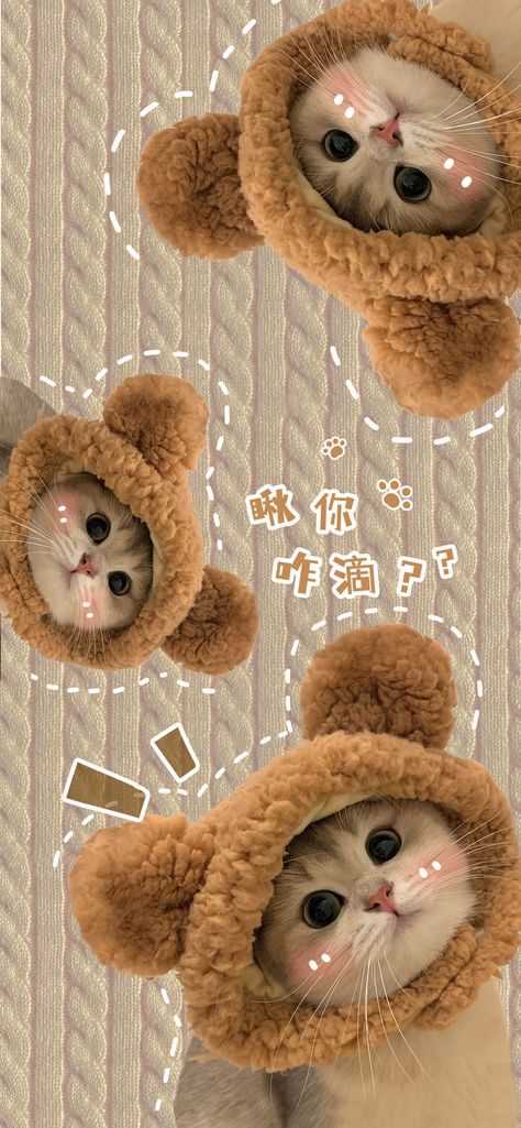 Iphone Wallpaper Chinese, Boneka Aesthetic, Meo Cute, Cat Iphone Wallpaper, Chinese Cat, Minimalist Wallpaper Phone, 3d Wallpaper Cute, Whatsapp Theme, Iphone Wallpaper Cat