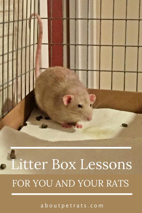 Rat Cage Ideas Diy How To Make, Rat Bonding Pouch Diy, Diy Rat Toys Ideas, Pet Rats Aesthetic, Rat Enclosure Diy, Rat Homes Ideas, Rat Habitat Diy, Rat House Ideas, Dig Box For Rats