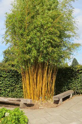 Golden bamboo after its tidy up Golden Bamboo, Tidy Up, Days Out, Bamboo, Herbs, Cabin, Plants