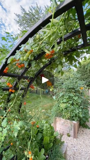 67K views · 409 reactions | Comment RULES to get the Gardenary Planting Method Guide for FREE 🙌🏼

I started growing tomatoes like this way back in 2016 with my first clients. 

Once I realized the nature of vining tomatoes, I realized how magical it is to grow them on an arch-they literally never stop growing and by mid summer you’re standing under a canopy of tomatoes 🍅🍅🍅

This week I’m excited to share the Gardenary Planting Method Guide which explains the way I plant all the things-not just tomatoes-so you can make the most of every square inch in the garden. 

You can get it for free today-just comment RULES and I’ll send it to you. 

Sooo who’s growing tomatoes on an arch trellis with me this season!? 

And also-if you want to shop our arches just comment TRELLIS and I’ll send yo Trellis Gardening, Garden Arch Trellis, Never Stop Growing, Tomato Trellis, Tomato Vine, Arch Trellis, Grow Tomatoes, Garden Calendar, Tomato Cages