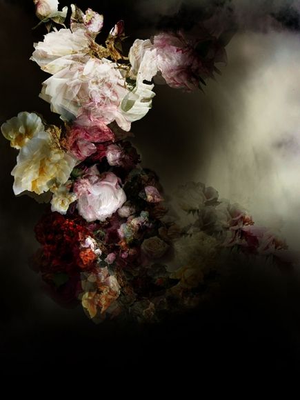 Isabelle Menin - Artists - Pryor Fine Art Isabelle Menin, Contemporary Realism, Seattle Art, Dark Flowers, Botanical Painting, New York Art, Abstract Photography, Fine Art Gallery, Art Galleries