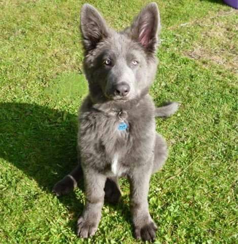 Gray german shepherd Blue German Shepherd, Dog German, Psy I Szczenięta, Shepherd Dogs, Airedale Terrier, German Shepherd Dog, Blue Heeler, Shepherd Puppies, Cane Corso