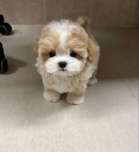 Small Fluffy Dogs, Puppy Teacup, Tattoos Dog, Teacup Poodle Puppies, Big Dogs Breeds, Biggest Dog In The World, Dogs Tattoo, Pretty Puppies, Teacup Puppy