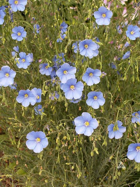 ALL Blue Wildflower Mix (select 200 thru 10 Pound seeds) perennial biennial ST17 Blue Wildflowers, Flax Flowers, Seed Company, Attract Butterflies, How To Attract Hummingbirds, Backyard Fences, Tall Plants, Organic Seeds, Unique Plants