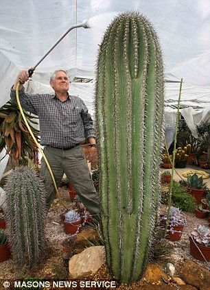 Mr Bowdery waters his original 40-year-old saguaro cactus, which he grew from seeds bought in Woolworths Kinds Of Cactus, Cactus Farm, San Pedro Cacti, Succulent Gardening, Garden Terrarium, Saguaro Cactus, Agaves, Desert Plants, Cactus Y Suculentas