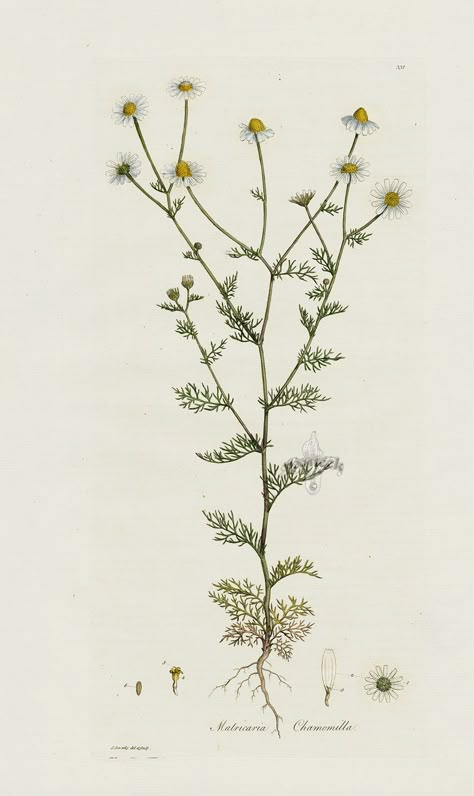 Chamomile, Matricaria chamomilla from William Curtis Flora Londinensis Botanical Prints 1775. #herbarium #botany #seasons #nature #garden Chamomile Plant, Botanical Illustration Vintage, Chamomile Tea, Pressed Flower Art, Scientific Illustration, Botanical Illustrations, Botanical Drawings, Floral Illustrations, Drink Up