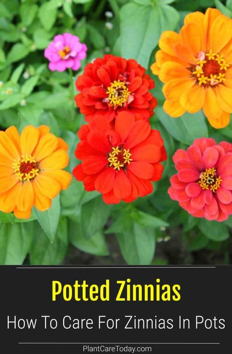 Zinnias are old-fashioned favorite annuals that grow well in pots. Here's how to grow and care for potted zinnias for a lovely, long-lasting display. Plant Care Today avatar link Potted Zinnias, Zinnias In Containers, Zinnias In Pots, Growing Zinnias, Backyard Hacks, Plastic Hanging Baskets, Bacterial Diseases, Backyard Activities, Zinnia Flowers