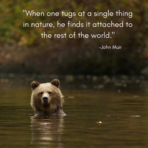 Wildlife Photography Quotes, Wildlife Quotes, Web Of Life, 2024 Quotes, Grizzly Bears, Missoula Montana, Land Trust, Photography Quotes, Alpine Meadow