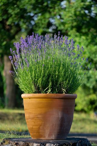 Lavender In Pots, Planting Lavender, Aromatic Garden, Lavender Plant Care, Munstead Lavender, Potted Lavender, Gardening Tricks, Lavender Plants, Growing Lavender