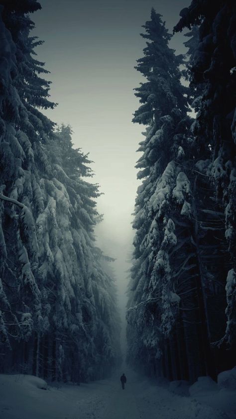 Snow-Forest-Lonely-Walk-iPhone-6-Plus-HD-Wallpaper. Winter Landscape Photography, Winter Szenen, Foggy Forest, Forest Path, Tall Trees, Winter Forest, Sierra Nevada, Alam Yang Indah, Pine Trees