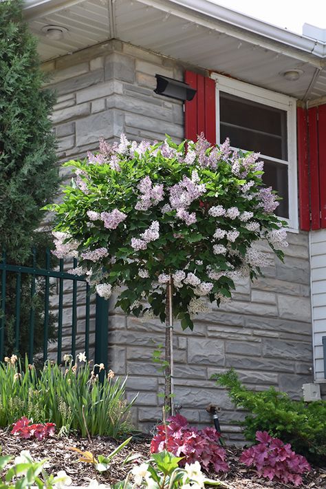 Miss Kim Lilac Tree, Stone Pathways Ideas Walkways, White Lilac Tree, Pathways Ideas Walkways, Miss Kim Lilac, Korean Lilac Tree, Korean Lilac, Stone Pathways, Kitchen Stone