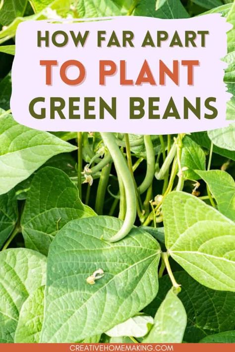 How far apart to plant green beans. Tips for planting, growing and harvesting green beans in your garden. Planting Green Beans, Green Bean Seeds, Growing Green Beans, Can Green Beans, Bean Plant, Growing Greens, Bean Seeds, Green Arrow, Green Bean