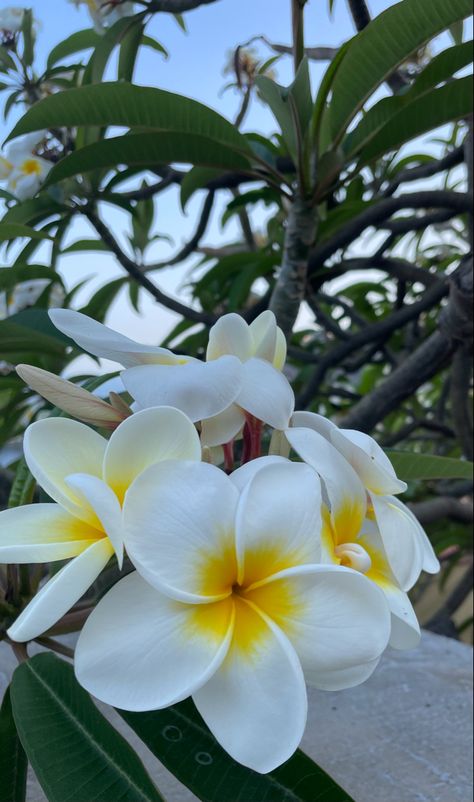 Fiori Frangipani, Plumeria Flowers, Boquette Flowers, Wallpaper Flower, Nothing But Flowers, Flower Therapy, Beautiful Bouquet Of Flowers, Hawaiian Flowers, Pretty Plants