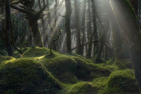 "Moss forest" by Sho Hoshino #fstoppers #Landscape Moss Forest, Forest Path, New Earth, Forest Landscape, Environment Concept Art, Pretty Places, Landscape Photographers, Landscape Photos, Interesting Art