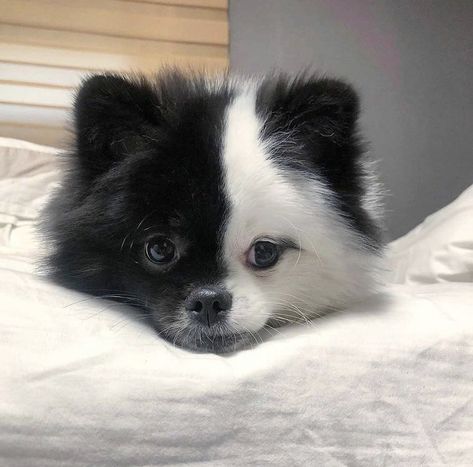 Pomeranian Lovers, Almost Friday, You Think, Black And White, On Instagram, White, Black, Instagram