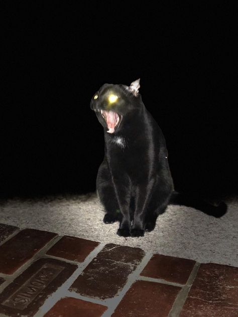 When you take a picture of your black cat in a dark room using stage light Black Cat In The Dark, Starflesh Animals, Black Aesthetic Cat, Cars Outside James Arthur, Discord Pfp Dark, Cat Grunge, Cat In The Dark, Cars Outside, Bathroom Decor Boho