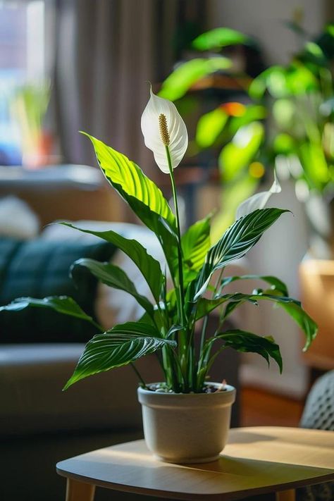 How To Get A Peace Lily To Bloom: Encouraging Flowers Peace Plant, Peace Lillies, Changing Table Organization, Peace Lily Plant, Online Interior Design Services, Feed Insta, Bohemian Coastal, Peace Lily, Online Interior Design