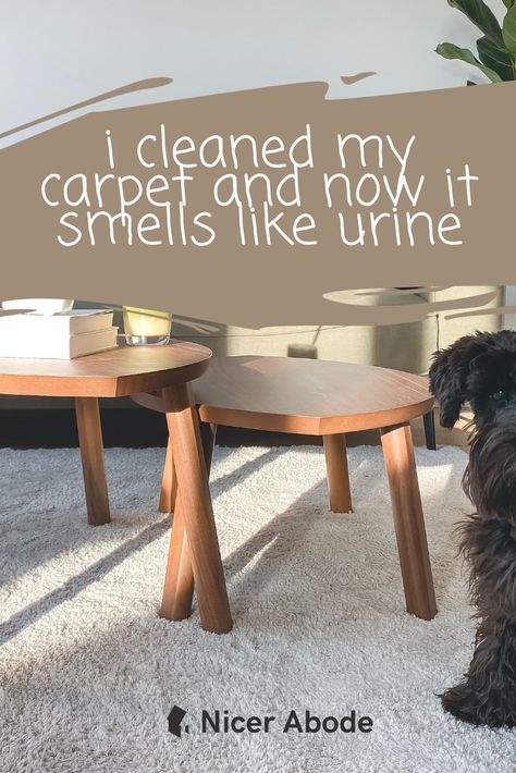 It is a situation that nobody wants to be in. Let’s be real and honest. Nobody wants their house, and especially their carpets smelling like urine. Not only is it Carpet Shampooer Solution Diy, Cleaning Dog Pee, Carpet Shampoo Solution, Best Carpet Cleaning Solution, Remove Urine Smell, Cleaning Pet Urine, Pet Urine Smell, Pet Odor Remover, Smell Remover