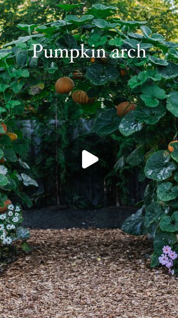 Tasha Medve | 🌿sustainable living on Instagram: "MAGICAL✨ And my most asked question... Do the pumpkins fall on your head? lol Or do you have to support them? Did you know...The vines get stronger as the pumpkin gets bigger? It was so cool to witness this year. I wrapped the first pumpkin thinking I had to support and then 25 more pumpkins started growing and I watched them all support themselves and the vines were amazing... I didn't do anything! I helped the vines grow up the trellis just a little bit. I tied 4-5 spots on the trellis to ensure they would grow up. I grew some from seed and transplanted AND I grew some right in the ground at the arch (direct sowed) Surprise! The ones that I planted in the ground did way better and I will direct sow more this year and transplant on Pumpkin Arch Garden, Pumpkin Trellis Ideas, Gardening 2023, Pumpkin Arch, Pumpkin Trellis, Pumpkin Wine, Farmhouse Fixer Upper, Pumpkin Vine, Biggest Pumpkin