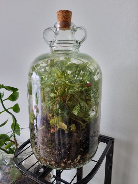 Terrarium Ecosystem, Glass Bottle Terrarium, Self Sustaining Terrarium, Beta Tank, Closed Terrarium, Bottle Terrarium, Terrarium Jar, Plants In Bottles, Terrarium Ideas