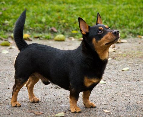 Lancashire Heeler https://pagez.com/3532/33-facts-about-dogs Lancashire Heeler, British Dog, Rare Dogs, Akc Breeds, Dachshund Mix, Purebred Dogs, Dog Facts, Lap Dogs, Small Dog Breeds