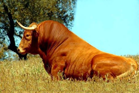 Toro Bull Artwork, Nguni Cattle, Bull Pictures, Animals With Horns, Running Of The Bulls, Bucking Bulls, Bull Art, Bull Cow, Good Lord