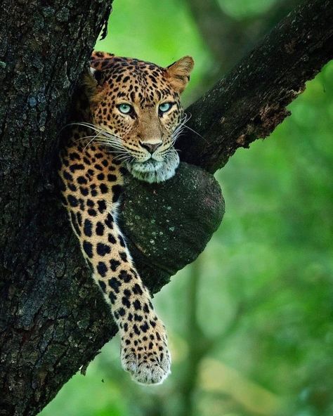 The Leopard, Majestic Animals, Wildlife Animals, Leopards, Animal Planet, Nature Animals, Beautiful Cats, 귀여운 동물, Big Cats