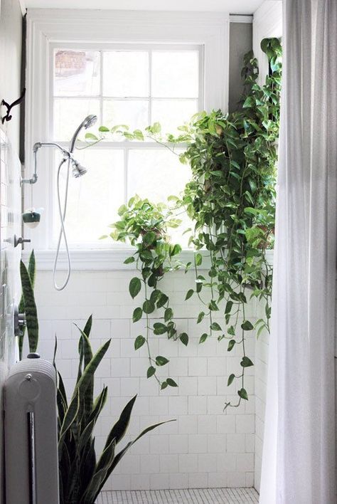 Bathroom plant idea for you...You could have vine plant setting on your shower ledge.  Add a Little Green: Plants in the Bathroom | Apartment Therapy Bathroom With Plants, Plants Growing, Bathroom Plants, Decoration Plante, Indoor Gardens, Bathroom Windows, Bathroom Redo, Green Bathroom, Design Sponge