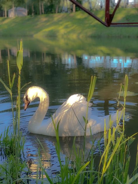 Isabel + Core + Aesthetic, Picknick Food, Food Mushrooms, Aesthetic Queen, Vintage Plants, Istoria Artei, Swarovski Swan, Cottage Core Aesthetic, White Swan