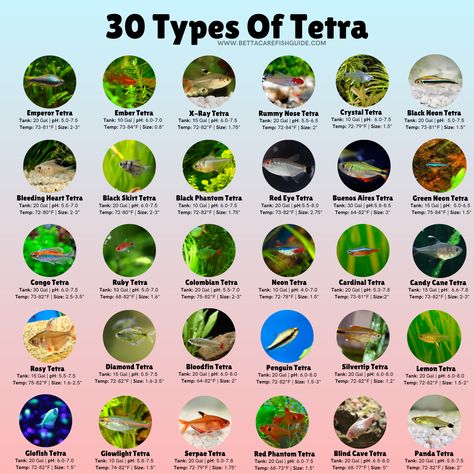 Congo Tetra Fish, Fish Classification, Freshwater Aquascape, Community Fish Tank, 10 Gallon Fish Tank, Aquarium Tanks, Tanaman Air, Fish Information, Tetra Fish