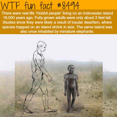 The Real Life ‘Hobbit People’ - WTF fun facts Funny Weird Facts, Miniature People, What The Fact, Facts Funny, Creepy Facts, Wow Facts, Did You Know Facts, Unbelievable Facts, In Your Face