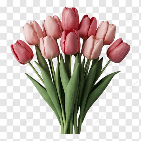 tulip flowers flowers tulip flower png Tulip Png, Flower Png Transparent, Flower Png Images, Png Flower, Tulip Bouquet, Tulip Flower, Transparent Image, Tulips Flowers, Png Transparent