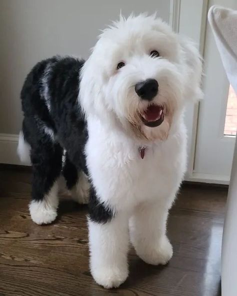 English Sheep Dog, English Sheepdog Puppy, Big Fluffy Dogs, Sheepadoodle Puppy, Sheep Dog, Dog Haircuts, English Sheepdog, Old English Sheepdog, Pretty Dogs