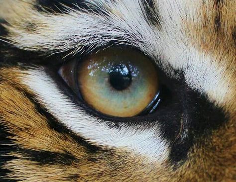 Eye Of The Tiger, Katie ♡ Tiger Eye Photography, Tiger Close Up Photography, Tiger Eye Close Up, Tiger Close Up, Animal Eye Photography, Animal Eyes Photography, Animal Eyes Close Up, Pet Portrait Tattoos, Tiger World