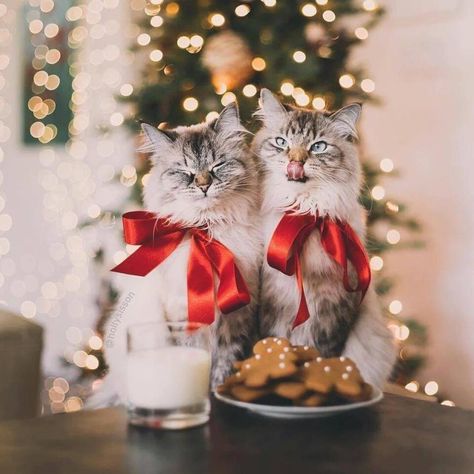 Christmas Cat Photos, Christmas Dog Photography, Christmas Pet Photos, Holiday Pet Photos, Christmas To Do List, Christmas Card Pictures, Xmas Photos, Family Christmas Pictures, Christmas Kitten