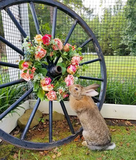 Happy Days Farm | Our rabbit Happy is such a curious little bunny.   #flemishgiant #countryliving #farmliving #animals #rabbits #petanimals #pets Happy Day Farm, Flemish Giant, Farm Photos, Farm Photo, Farms Living, Happy Days, Country Living, Rabbits, Happy Day