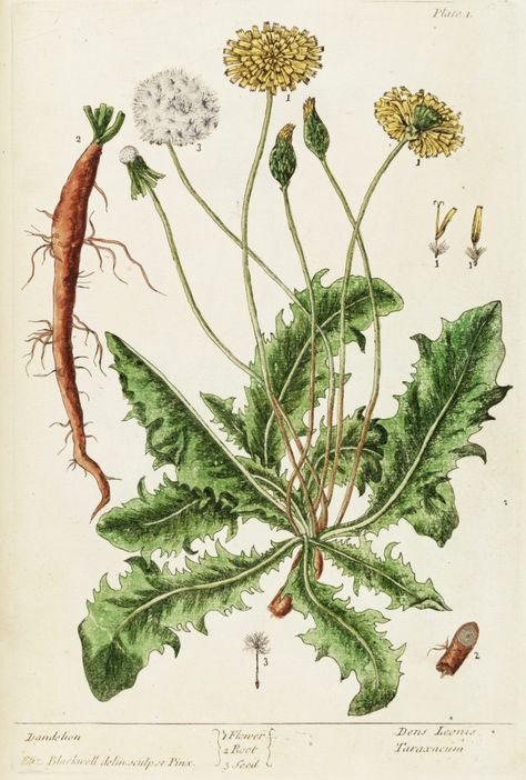 The Exquisite Illustrations of a Pioneering Woman Herbalist Elizabeth Blackwell, Perennial Herbs, Nature Conservation, Botanical Drawings, Medicinal Plants, Botanical Illustration, Botanical Art, Botany, Botanical Prints