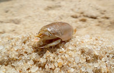 Do you plan on using live sand fleas when catching pompano? Preserve sand fleas the right way while preparing for your next fishing trip! Homemade Flea Spray, Essential Oils For Fleas, Apple Cider Vinegar Water, Sand Fleas, Saltwater Lures, Flea Spray, Flea Prevention, Bug Bites, Crustaceans