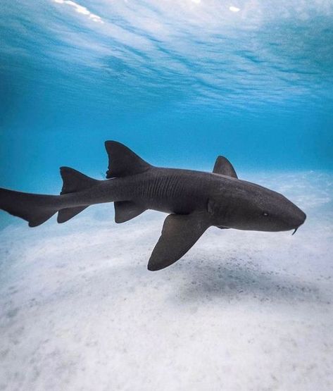 𝐓𝐡𝐞 𝐌𝐚𝐫𝐢𝐧𝐞 𝐄𝐧𝐜𝐲𝐜𝐥𝐨𝐩𝐞𝐝𝐢𝐚 on Instagram: "The nurse shark is one of the most commonly observed sharks on coral and rocky reefs of the eastern Pacific Ocean and the eastern and western Atlantic Ocean. Given that nurse sharks give live birth and that individuals (even juveniles) have relatively small home ranges, it is surprising that all individuals across this large, tropical to warm temperate distribution are the same species. An extensive genetic study of the nurse shark may Nurse Shark Art, Nurse Shark Aesthetic, Shark Reference Photo, Shark Breeds, Sharks Species, Shark Types, Shark Reference, Swell Shark, Silly Sharks