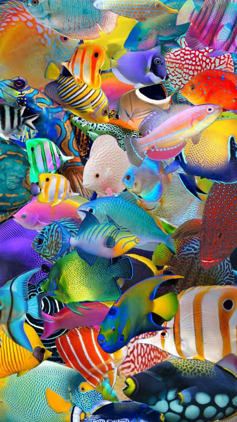 it’s a lot, I know #fish #tropicalfish #coralreef #coral #neon Neon Fish, Fish Photo, Tropical Fish, Coral Reef, Photo Collage, I Know, Coral, Neon, Fish