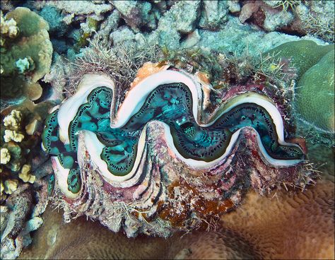 Giant Clam With Nice Colors - Tridacna gigas by jpmckenna -Somewhat Behind in his photos Giant Clam Shell, Aquatic Art, Giant Clam, Micro Photography, Mother Images, Sea Plants, Deep Sea Creatures, Cool Fish, The Great Barrier Reef