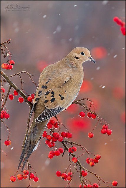 morning dove. We have one that likes to sit in one of our transom windows and peep inside at us at breakfast. All Birds, Backyard Birds, Bird Pictures, Pretty Birds, Bird Photo, Colorful Birds, Little Birds, Tree Branch, Wild Birds